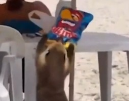 Quati 'furta' batata em praia de SC