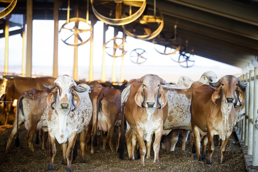 Após a última campanha, realizada em novembro de 2023, o Estado de São Paulo passa a adotar diferentes medidas para manter a sanidade do rebanho pecuário