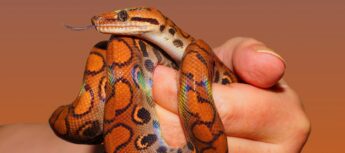 É possível criar cobras em casa no Brasil desde 1997