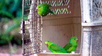 46 animais silvestres reabilitados foram soltos em itanhaem (3)