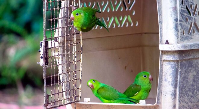 46 animais silvestres reabilitados foram soltos em itanhaem (3)