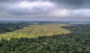Em relação às unidades de conservação, Pará e Amazonas são os estados que concentram o maior número entre as dez mais desmatadas no mês, sendo três em cada um