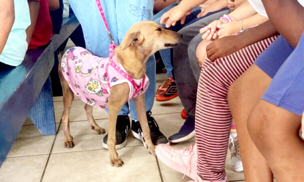 O projeto irá ministrar palestras em escolas municipais, levando aos alunos informações sobre adoção responsável, cuidados básicos com os animais e consequências do abandono