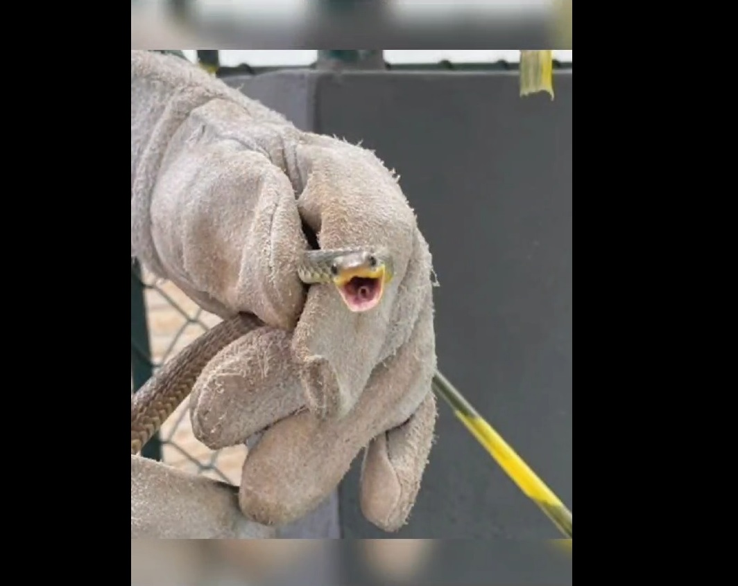 Cobra foi resgatada e tirou foto 'sorrindo' em Guarujá