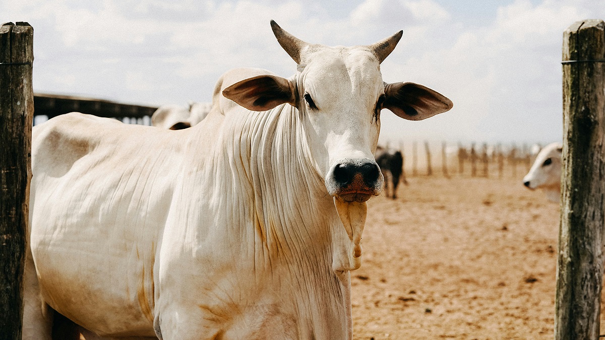 Transporte de bois por navios pode estar com dias contados