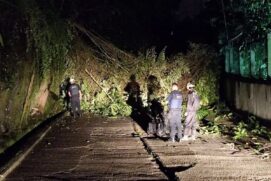 Árvore de grande porte caiu por volta das 0h20 deste domingo (24)