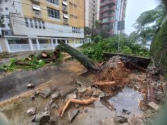 Segundo a Prefeitura de Santos, a Defesa Civil registrou 25 quedas de árvores pela Cidade