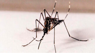 Somente nesta sexta-feira (29), houve o registro de quatro óbitos decorrentes de dengue