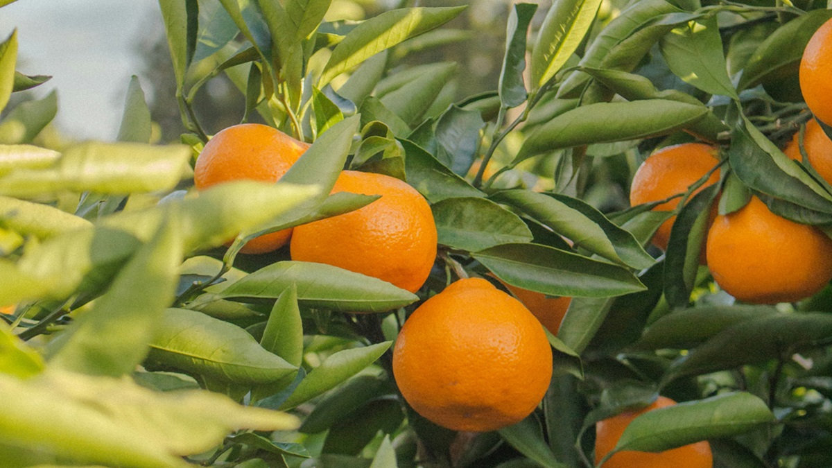 O pioneirismo de Limeira nesse segmento é notável e explica essa preferência