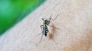 A região da Baixada Santista já registrou 5.061 casos confirmados de dengue