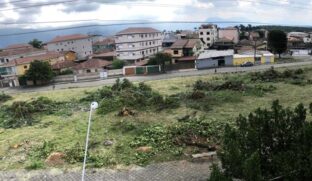 Segundo a Prefeitura, derrubada de árvores é de responsabilidade da CPFL
