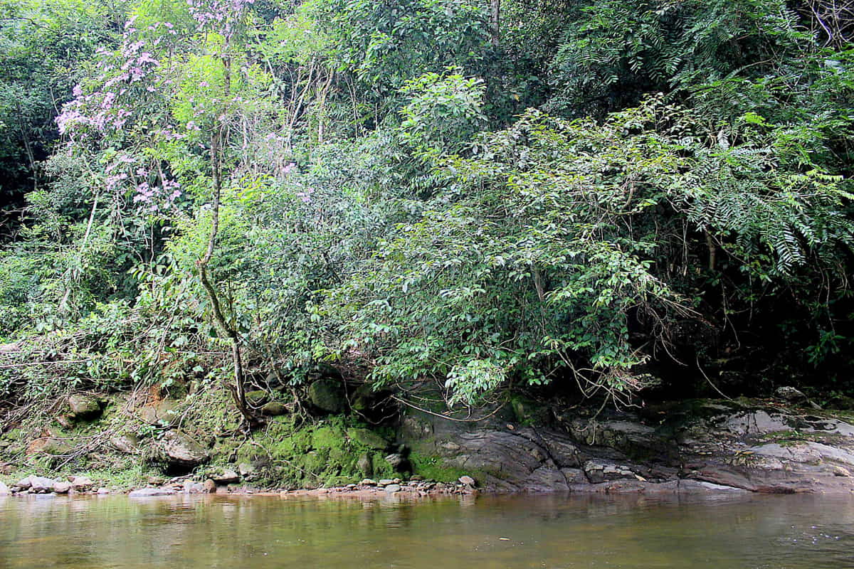 Foto: Rodrigo Montaldi/Arquivo DL