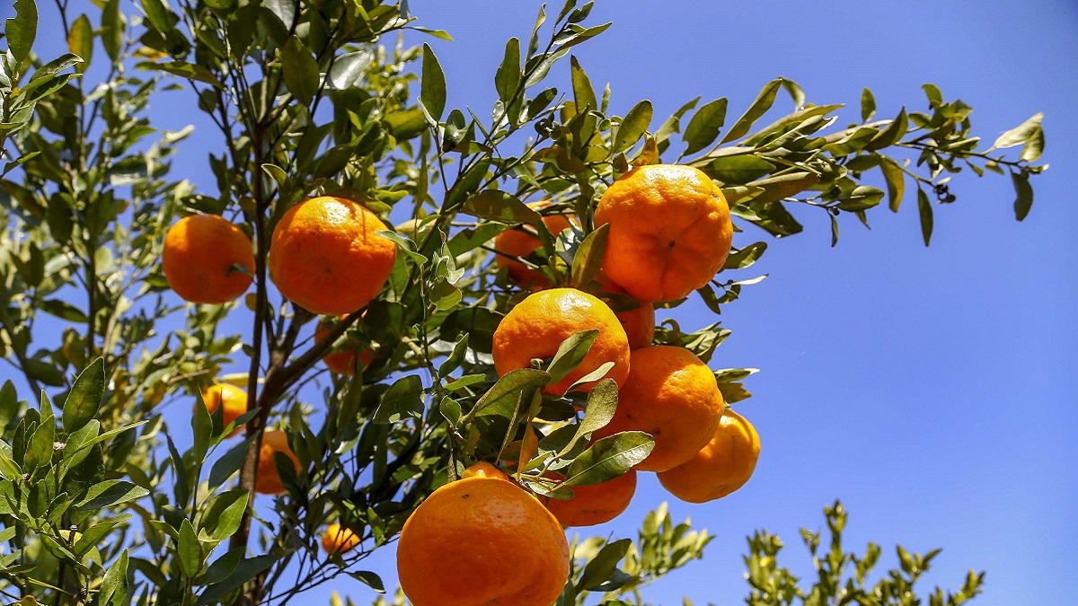 O fato de a ponkan se deteriorar rapidamente também joga contra o preço alto