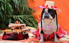 Destaque do evento é o concurso de fantasias pets'