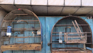 Pássaros apreendidos em São Vicente