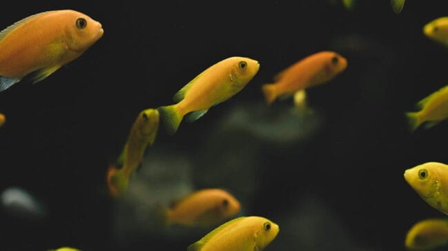Vida marinha está ameaçada pela baixa de oxigênio nos oceanos