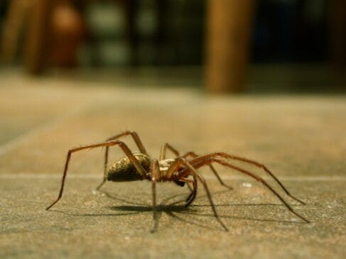 Três das aranhas mais perigosas do mundo estão presentes no Brasil