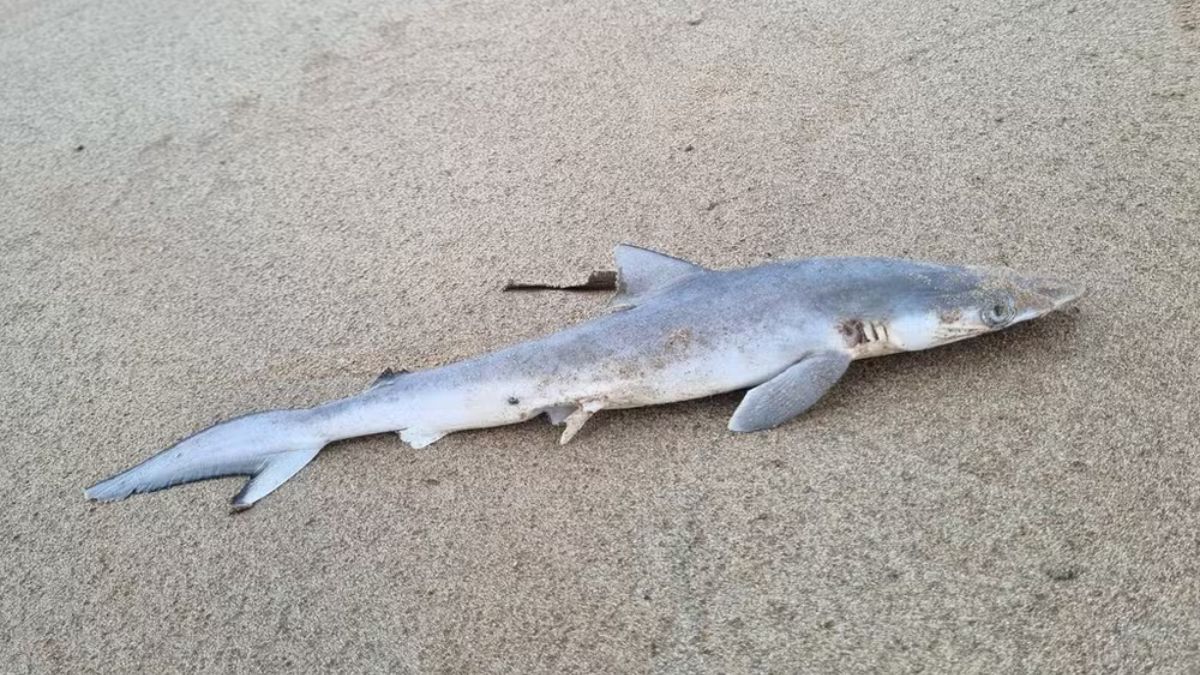 O fato destes animais passarem a vida inteira em águas costeiras foi o que motivou a pesquisa