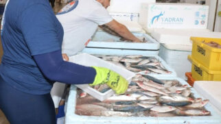 Mercado de Peixes de Santos realiza mais um Festival da Tainha