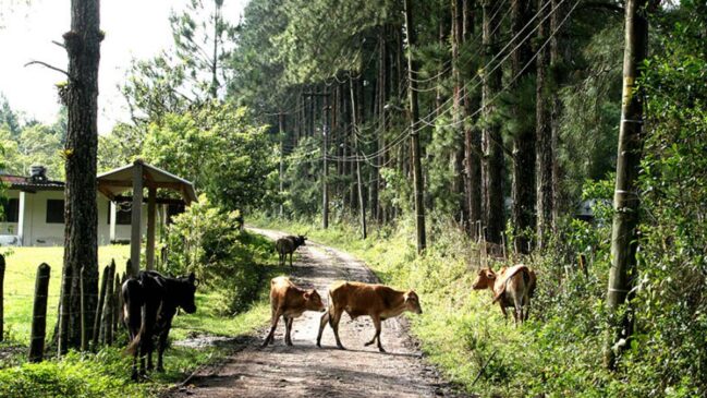 O trajeto da estrada Capital-Litoral Sul teria apenas 15 quilômetros
