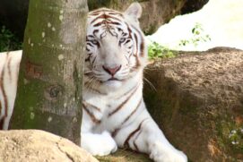 Tigre Branco do zoológico do Beto Carrero World