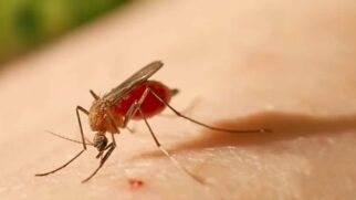Principal vetor é o mosquito Culicoides paraenses, popularmente conhecido como maruim ou mosquito-pólvora