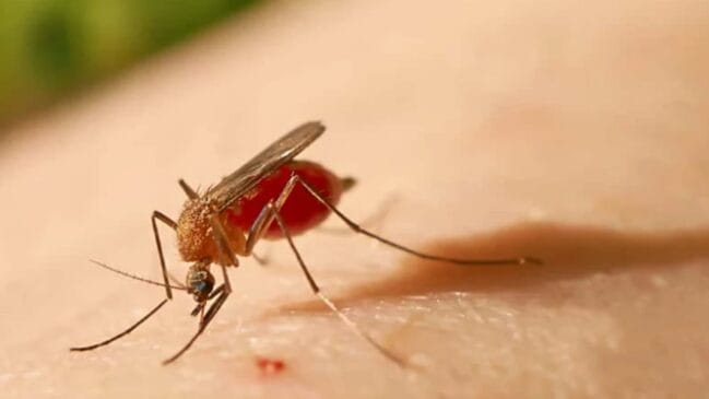 Centro de Controle e Prevenção dos Estados Unidos alerta que o mosquito também é responsável por mais doenças e mortes que qualquer outro animal no planeta
