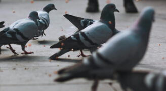 Os filhotes de pombo não saem dos ninhos antes dos primeiros 40 dias de nascidos