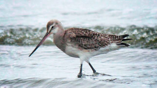 O Maçarico-de-bico-virado (Limosa haemastica) veio do polo norte e chegou ao litoral paulista