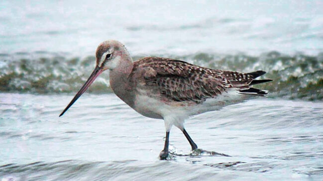 O Maçarico-de-bico-virado (Limosa haemastica) veio do polo norte e chegou ao litoral paulista