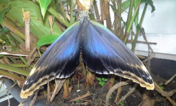 Final da metamorfose da borboleta
