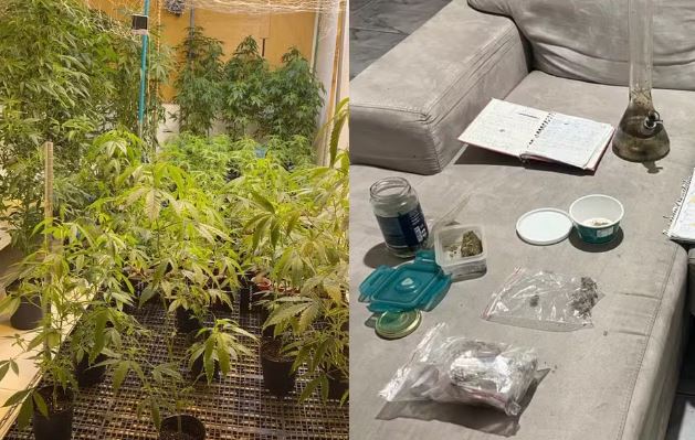 Rodrigo Sino é preso por cultivo de maconha