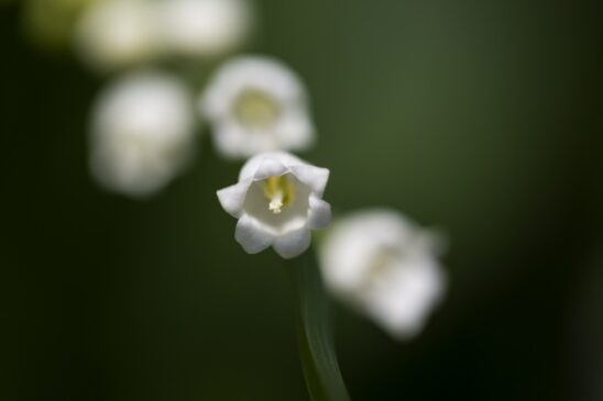 Lírio-do-vale é perfeita para cultivar em casa no início da primavera