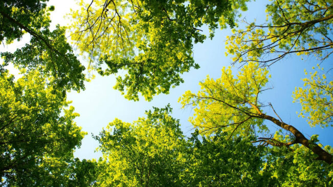 Movimento Santos Mais Verde quer uma cidade envolvida à natureza