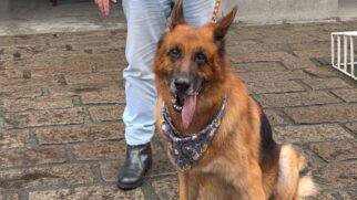 Desde cedo, o pátio da igreja estava repleto de animais aguardando junto a seus tutores