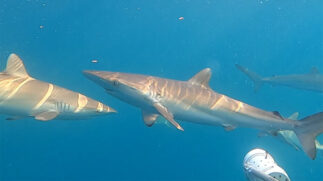 Entre as espécies mais comuns estão o tubarão-martelo e o galha-preta