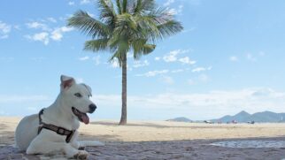 Outra excelente opção é a Praia do José Menino, em Santos, que permite a entrada de cães