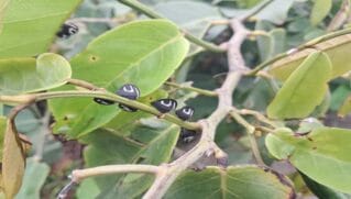Os Soldadinho (Membracis sp) são da família Membracidae, parentes das cigarinnhas e divididos em vários gêneros