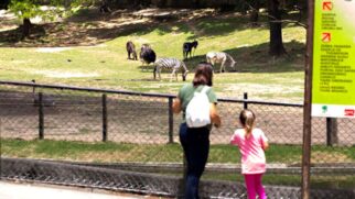 As famílias poderão explorar a diversidade da fauna e aprender sobre a conservação e o cuidado com os animais em um ambiente natural