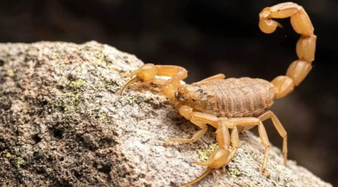 Os escorpiões são os aracnídeos mais antigos do planeta Terra, habitando a terra há mais de 450 milhões de anos