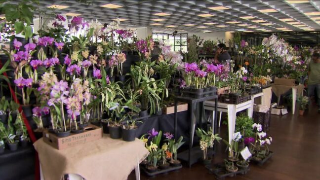 Os orquidários, além de movimentarem a economia local, também são um convite ao turismo