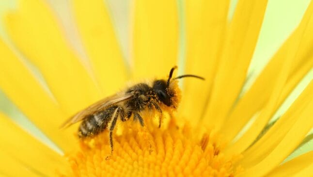 A grande quantidade e variedade de flores nas plantações favorece a produção
