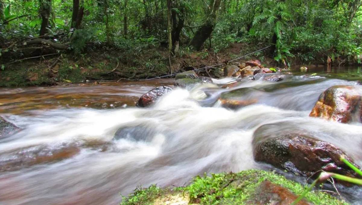 O parque faz parte do maior território contínuo de remanescentes da Mata Atlântica / Divulgação/Parque da Onça Parda