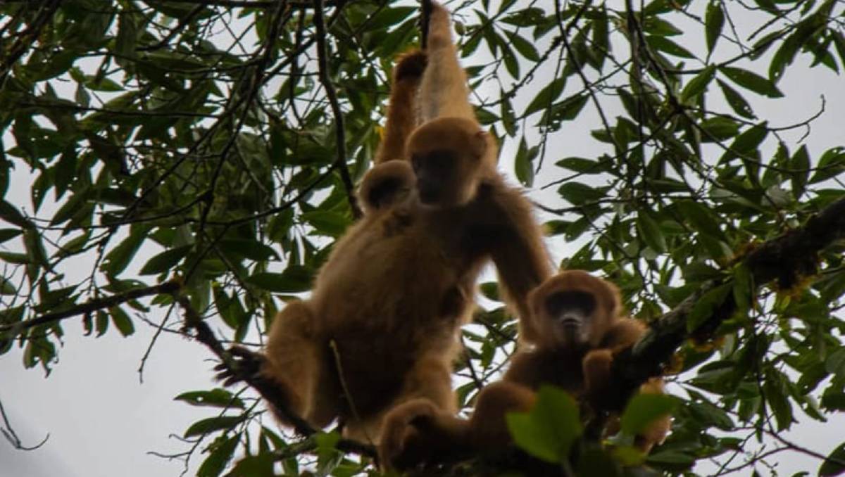 Sua fauna ainda conta com espécimes ameaçados de extinção / Divulgação/Parque Estadual Carlos Botelho