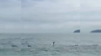 Golfinhos avistados na Bacia de Santos