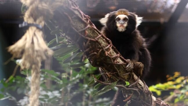 Andando pelo local, você pode avistar animais como leões, capivaras, onças, puma, furões, quatis, iguana, anta