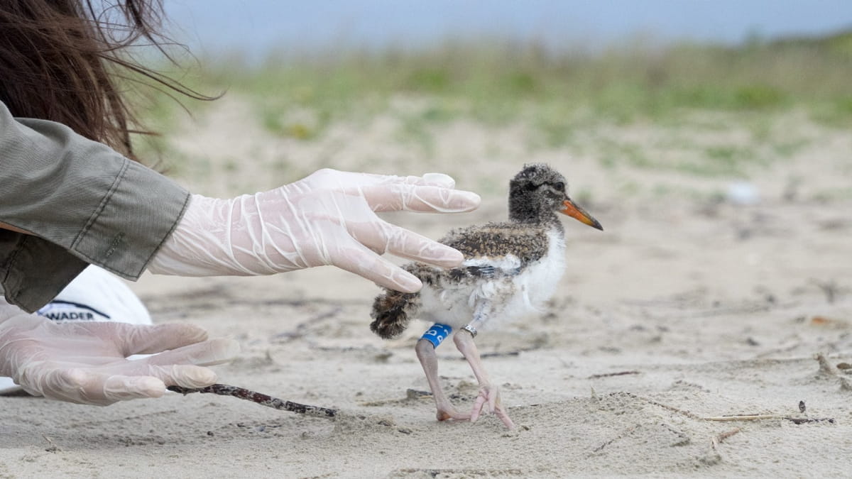 Equipe realiza ações para saber o tamanho e as tendências do piru-pirunas praias do litoral sul