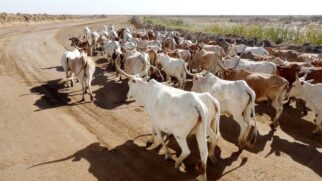 A importância do gado zebu para o Brasil é inquestionável