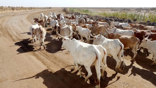 A importância do gado zebu para o Brasil é inquestionável