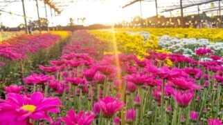 A cidade é também sede da Expoflora, a maior feira de flores da América Latina